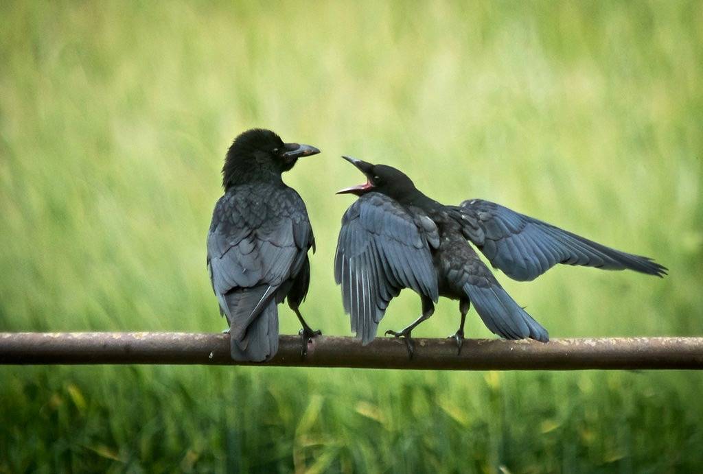 Crow Feeding Young Fledgling. by gizmo-the-bandit is licensed under CC BY 2.0